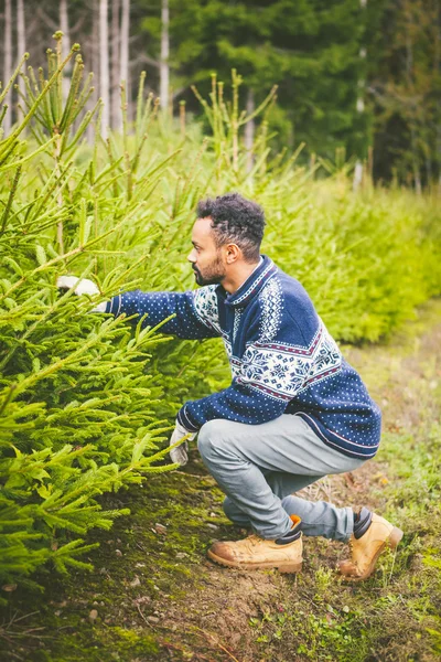 Hombre eligiendo árbol para Navidad — Foto de Stock