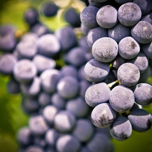 Um bando de uvas frescas maduras — Fotografia de Stock