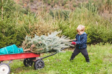 Çam ağacı ile sepeti çekerek çocuk 