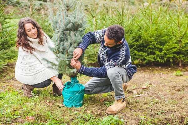 Pareja eligiendo árbol de abeto para Navidad — Foto de Stock