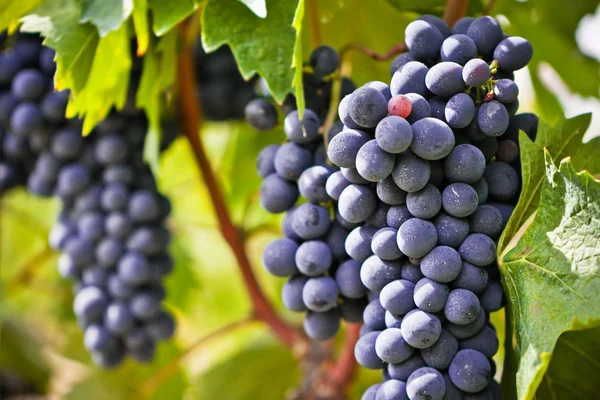 Um bando de uvas frescas maduras — Fotografia de Stock