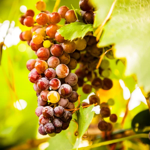 一群成熟的鲜葡萄酿造的 — 图库照片