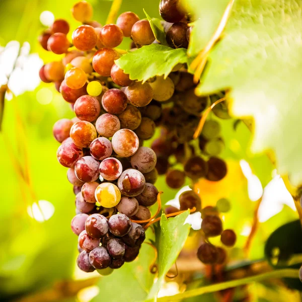 Bouquet de raisins frais mûrs — Photo