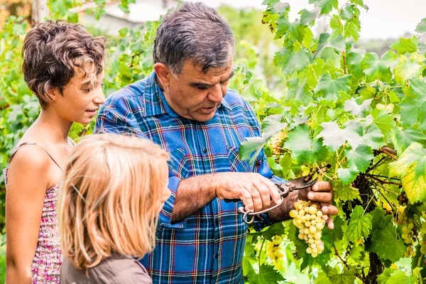 Abuelo y nietos cortando uvas — Foto de Stock