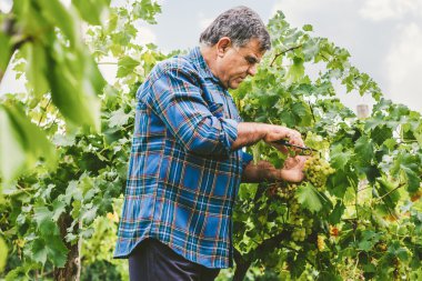 Şarap tüccarı kesme üzüm Olgun