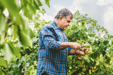 Şarap tüccarı kesme üzüm Olgun