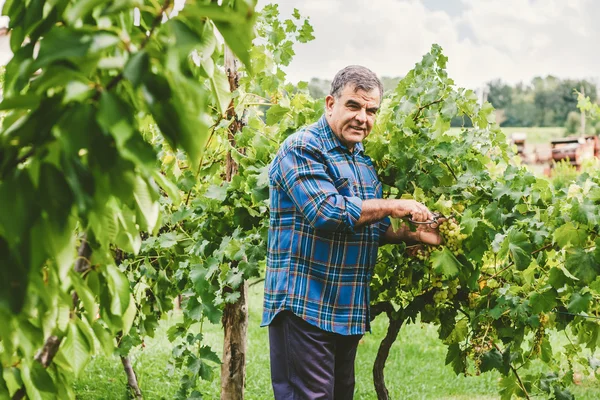 Maduro viticultor uvas de corte — Foto de Stock
