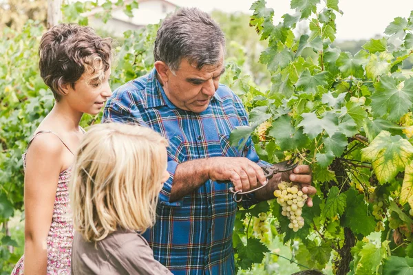 Abuelo y nietos cortando uvas — Foto de Stock
