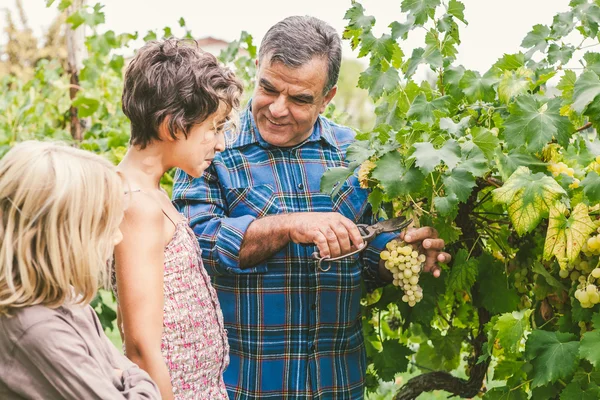 Abuelo y nietos cortando uvas — Foto de Stock