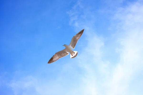 Bird flying in sky, (Background)