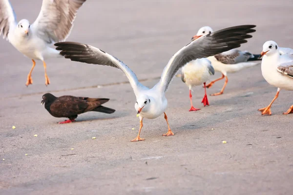 Πουλιά τρώνε σε τσιμεντένιο πάτωμα. — Φωτογραφία Αρχείου