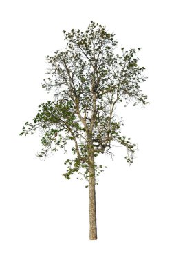 Beyaz arkaplanda izole edilmiş ağaç