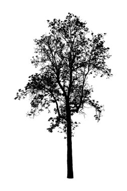 Beyaz arkaplanda izole edilmiş ağaç silueti
