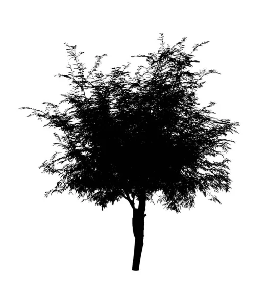 Silhouette Albero Isolato Sfondo Bianco — Foto Stock