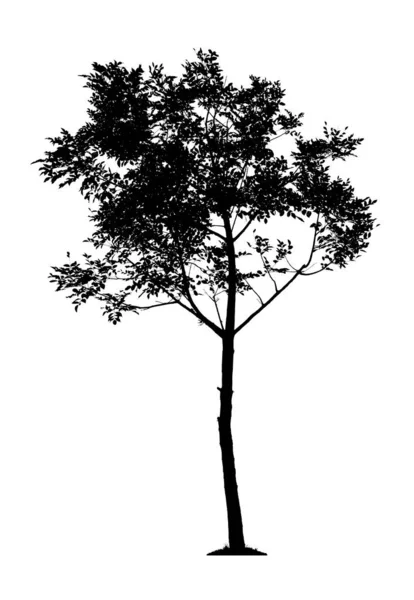 Silhouette Arbre Isolé Sur Fond Blanc — Photo