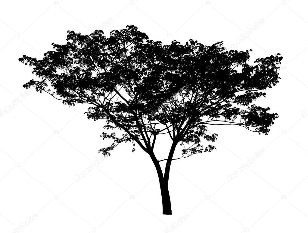Silhouette of Tree isolated on white background