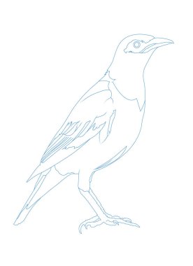 Yalnız Myna kuşu. Vektör