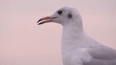 Gün batımında diğerleri uçarken, Bang Pu deniz kenarında, Tayland körfezinde martıların yavaş çekim vesikalığı.
