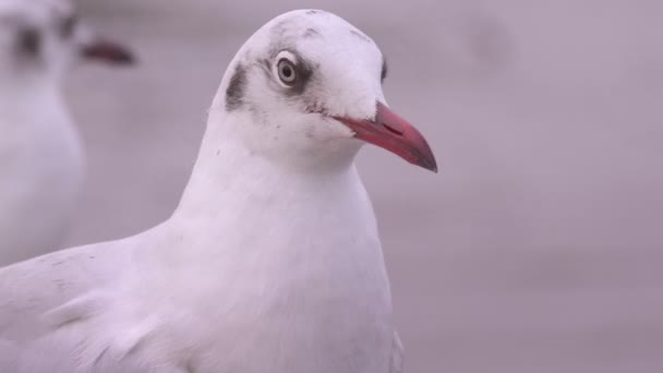 Close Headshot Seagull Evening Bang Seaside Gulf Thailand — Stock video