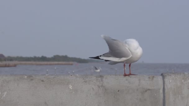 Mouette Preening Sur Rail Pont Tandis Que Les Autres Volent — Video