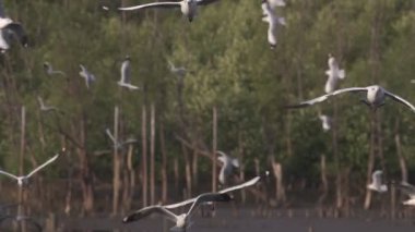Yavaş çekim uçan martı, Bang Pu deniz kenarı, Tayland körfezi