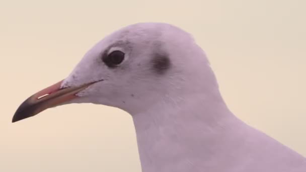 Närbild Huvudbild Fiskmås Fågel — Stockvideo