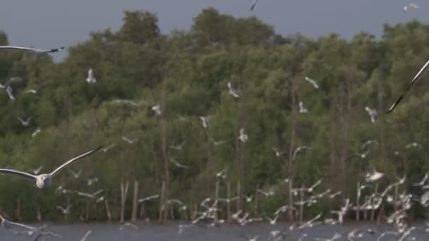 Slow Motion Flying Seagull Bang Seaside Gulf Thailand — Stock Video