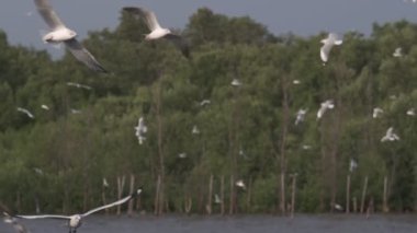 Yavaş çekim uçan martı, Bang Pu deniz kenarı, Tayland körfezi