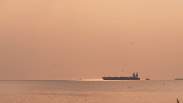 Контейнерний Корабель Пливе Заході Сонця Коли Чайки Літають Навколо Море — стокове відео