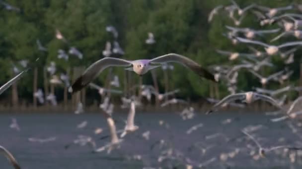 Slow Motion Flying Seagull Bang Seaside Gulf Thailand — Stock Video