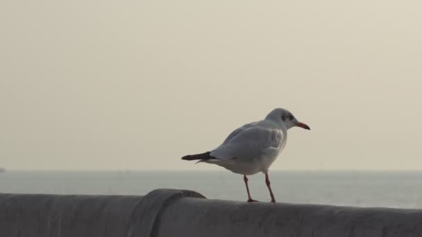 Seagull Perches Bridge Rail Bang Seaside Gulf Thailand — Stock Video