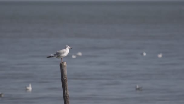 Seagull Perching Bamboo Stump Bang Seaside Gulf Thailand — Stock Video