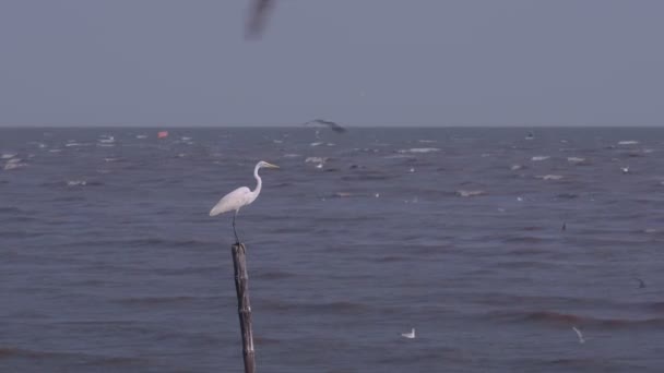 Tranquil Egret Κουρνιάζει Μπαμπού Κούτσουρο Ενώ Πουλιά Πετούν Γύρω Bang — Αρχείο Βίντεο