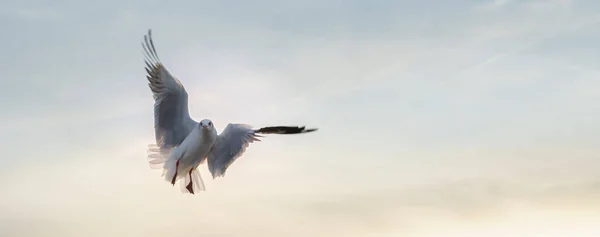 Bizarre Posture Flying Seagull Spreads Wings — Stock Photo, Image