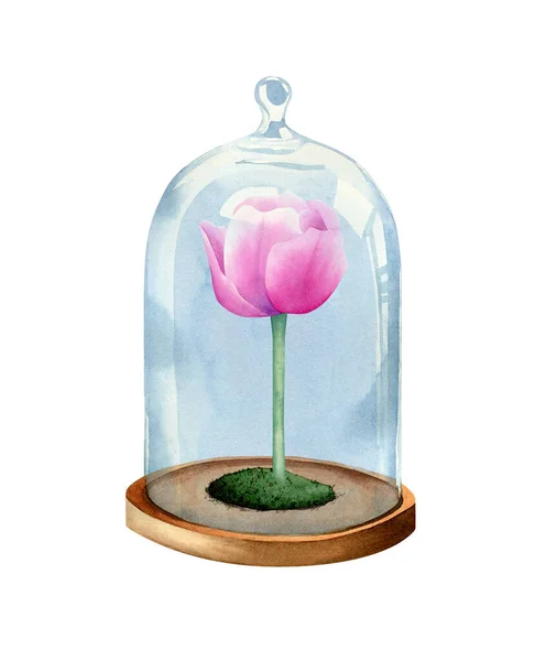 Tulipanowy Kwiat Pod Szklanym Dzwonkiem Akwarela Botaniczna Ilustracja Plakatów Zaproszeń — Zdjęcie stockowe