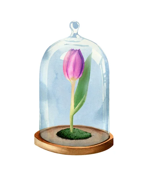 Tulipa Flor Sob Tampa Vidro Ilustração Borânica Aquarela Com Flor — Fotografia de Stock