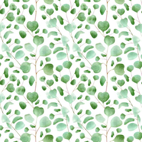 Varrat Nélküli Virág Minta Eukaliptusz Levelek Fehér Alapon Botanikai Illusztráció — Stock Fotó