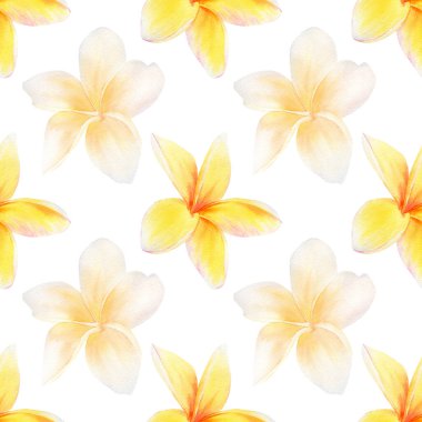 Plumeria çiçeği desenleri. Narin beyaz, sarı ve turuncu tropik çiçeklerle suluboya desenleri