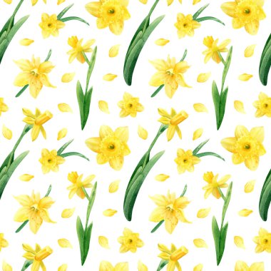 Kusursuz nergis deseni. Sarı bahar çiçekleri, taç yaprakları ve yapraklarla suluboya çizimleri