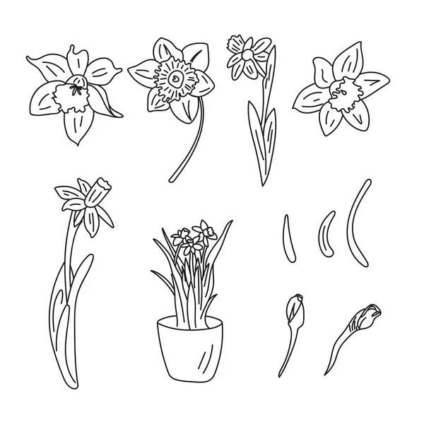 Flores Vetoriais Estilo Doodle Daffodils Flor Pétalas Folhas Broto —  Vetores de Stock