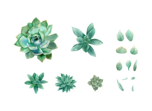 Watercolor Succulent Set Botanical Illustration Green Blue Succulent Plant Petals — Stock Fotó