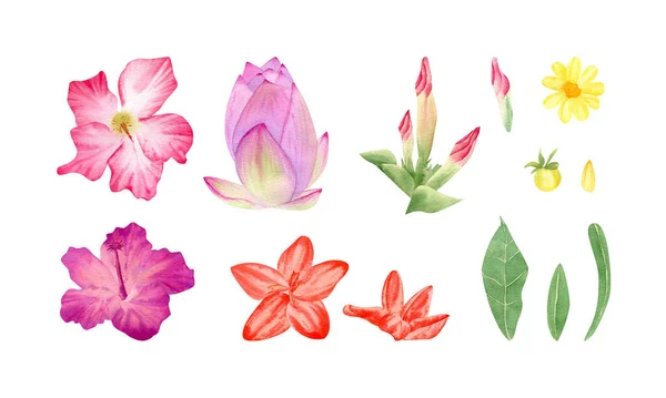 热带花束 水彩植物图解 粉红色芙蓉花 黄色花 — 图库照片