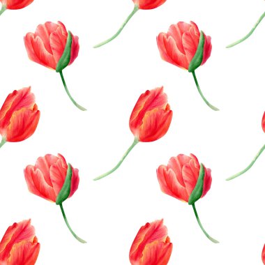 Seamless floral pattern with tulips. watercolor botanical illustration with red and orange spring flowers