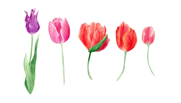 Zestaw Akwarelowych Tulipanów Ilustracja Botaniczna Wiosennymi Kwiatami Liśćmi Fioletu Czerwieni — Zdjęcie stockowe
