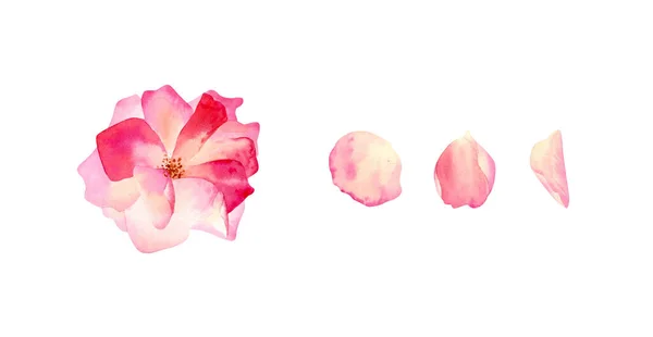 水彩缤纷的粉红色玫瑰套装 附有精美花瓣的植物学图解 用于卡片设计 邀请函 纪念品 — 图库照片