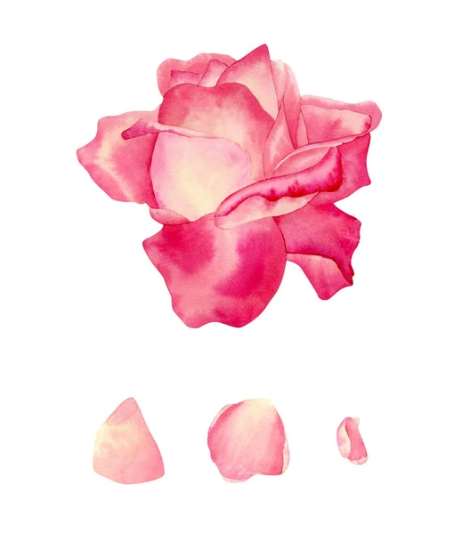 红色和粉色玫瑰插图 附有精美花瓣的植物学图解 用于卡片设计 邀请函 纪念品 — 图库照片