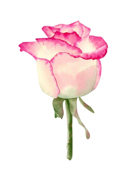 Różowa Róża Ilustracja Ilustracja Botaniczna Delikatnymi Płatkami Końca Kwiatu Projektowania — Zdjęcie stockowe