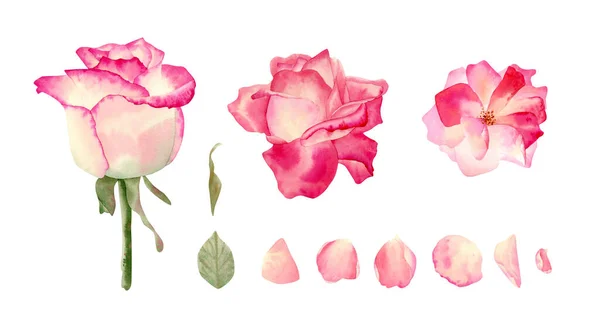 粉红玫瑰 水彩画 精美的花朵 卡片设计用的叶子 纪念品 — 图库照片