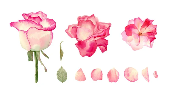 Rosa Rosor Inställda Akvarell Illustration Med Fina Blommor Kronblad Blad — Stockfoto