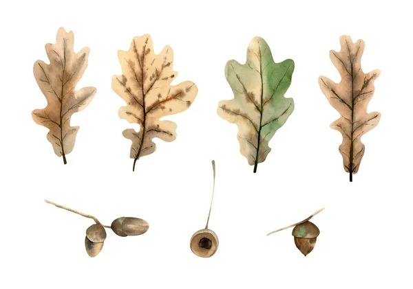 Φύλλα Βελανιδιάς Και Βελανίδι Κλαδί Βοτανική Απεικόνιση Φύλλα Και Βελανίδια — Φωτογραφία Αρχείου